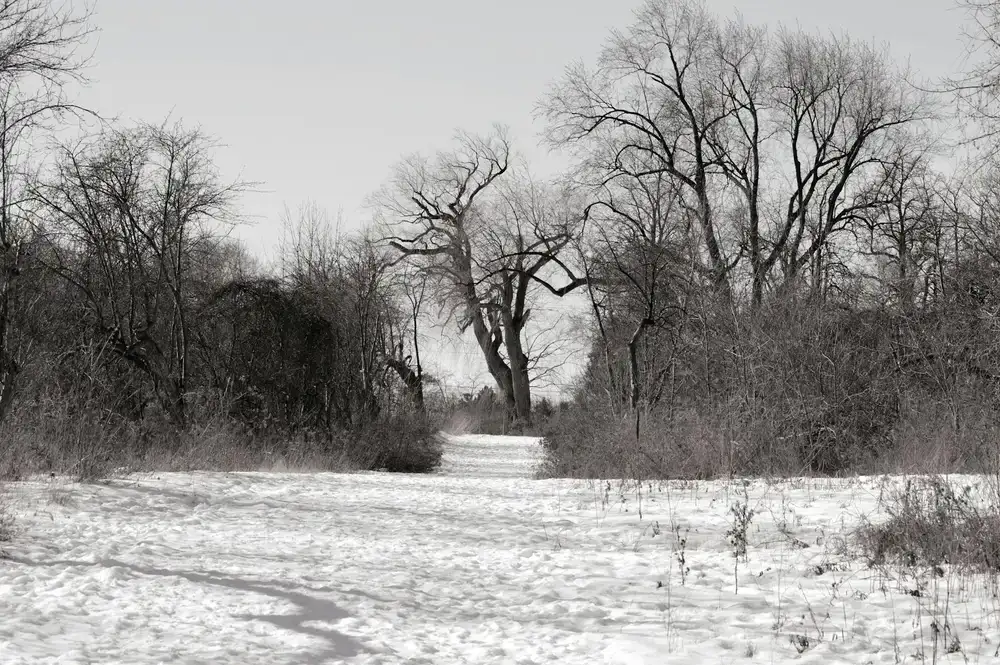 Snow-covered nature trail near the estate